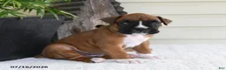 Boxer dogs for sale: Snoopy - Ad 1