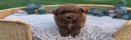 Toy Poodle dogs for sale: Carter  - Ad 6