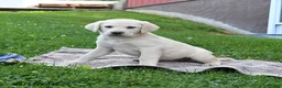 Labrador Retriever dogs for sale: Gabe - Ad 3