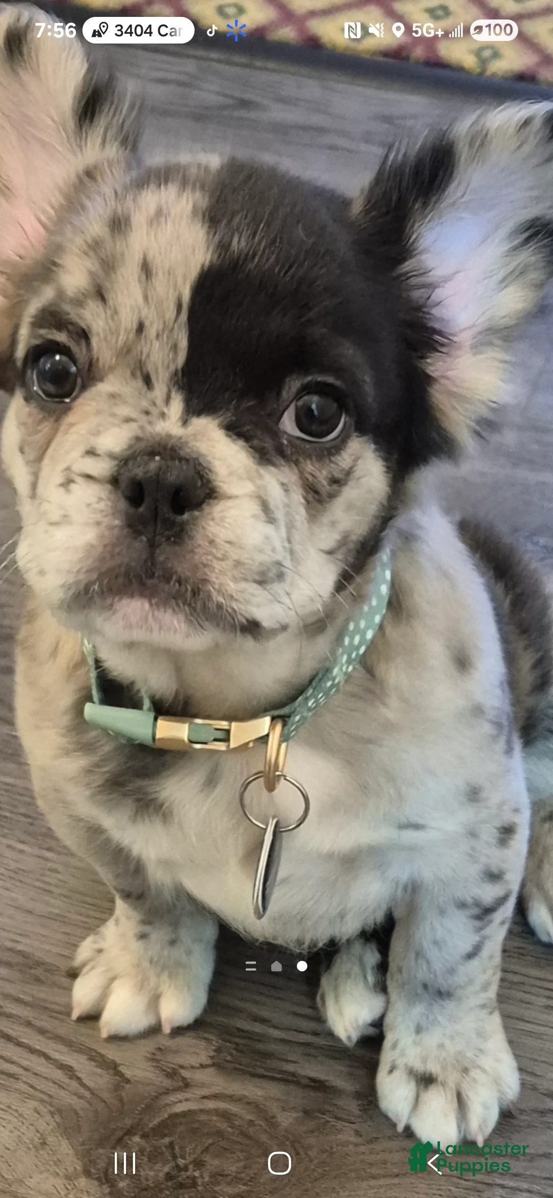 French Bulldog dogs for sale: French Bulldog 1 - Ad 2