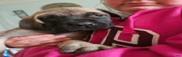 English Mastiff dogs for sale: Teal - Ad 1