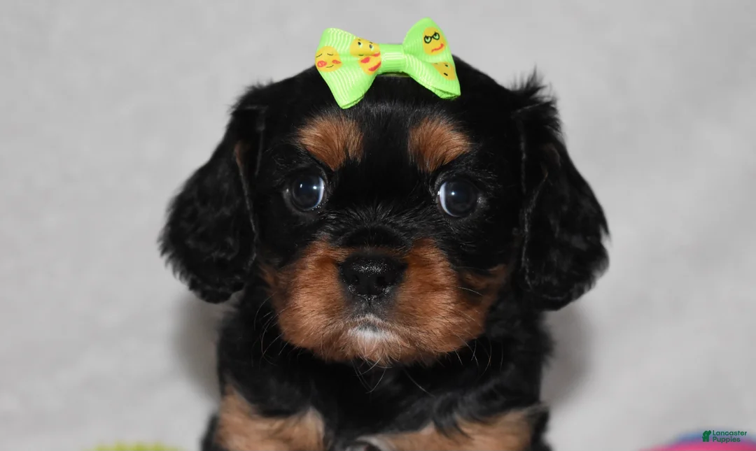 Cavalier King Charles Spaniel dogs for sale: Polly - Ad 6