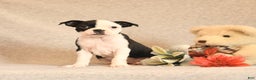 Boston Terrier dogs for sale: Smores - Ad 3