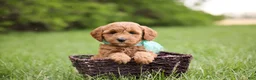 Goldendoodle dogs for sale: Button - Ad 4