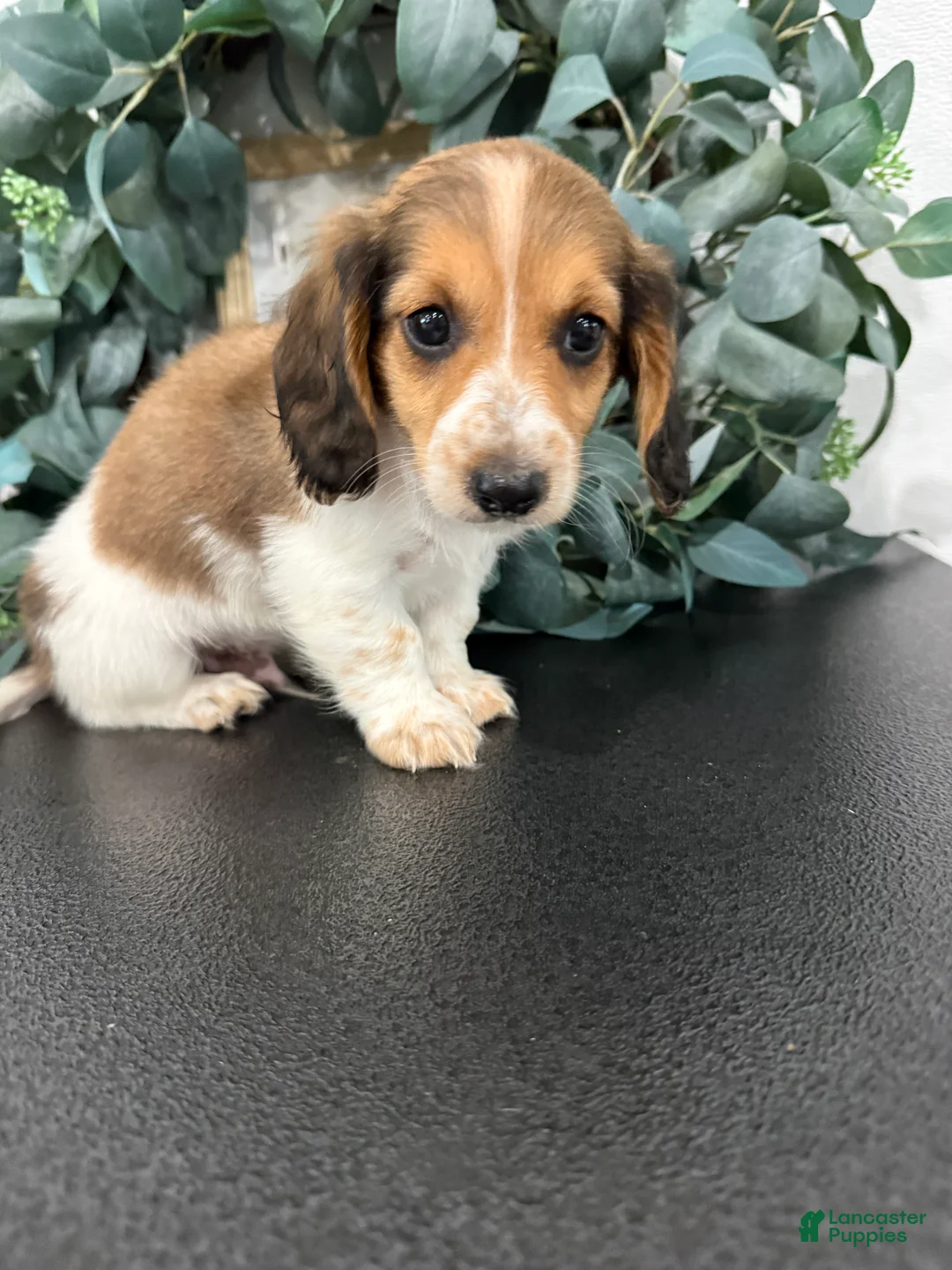 Miniature Dachshund dogs for sale: Romeo - Ad 1