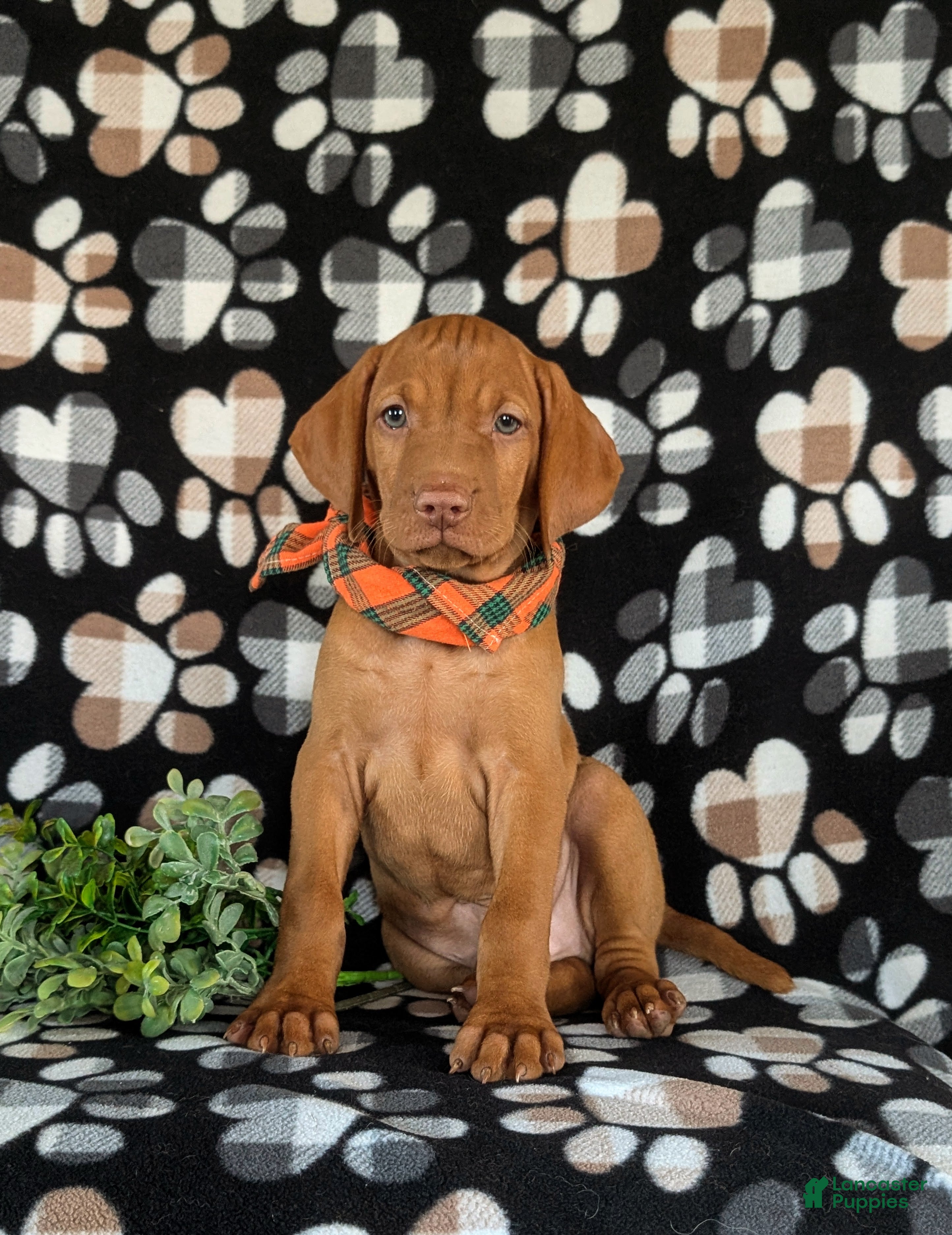 Vizsla dogs Walden  - Ad 2