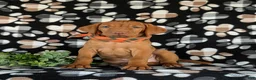 Vizsla dogs for sale: Walden  - Ad 2