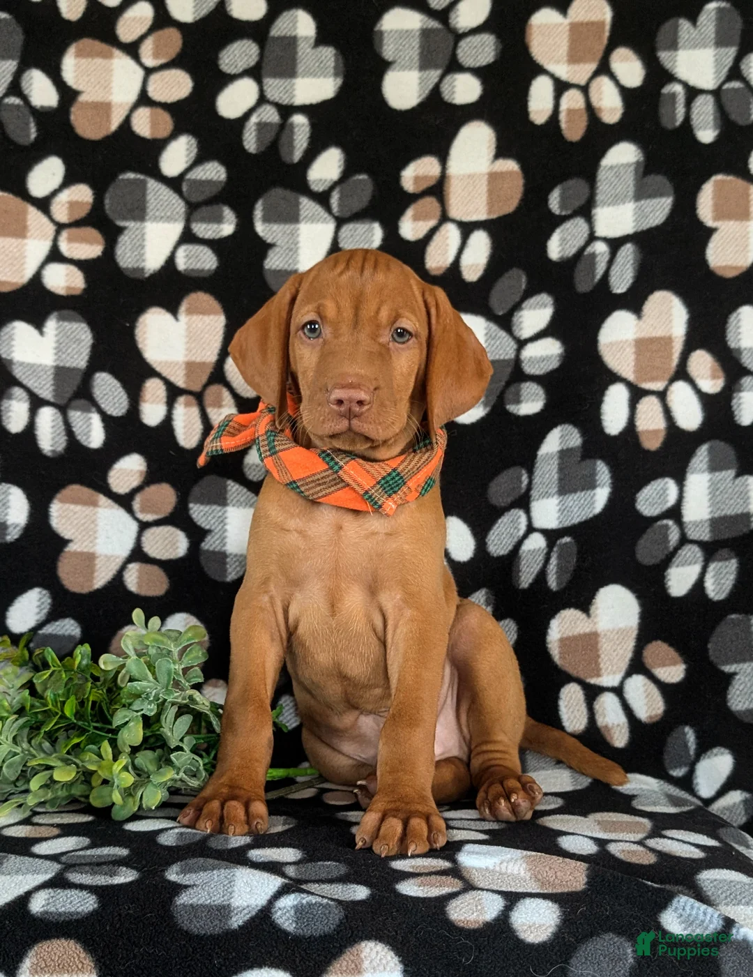 Vizsla dogs for sale: Walden  - Ad 2