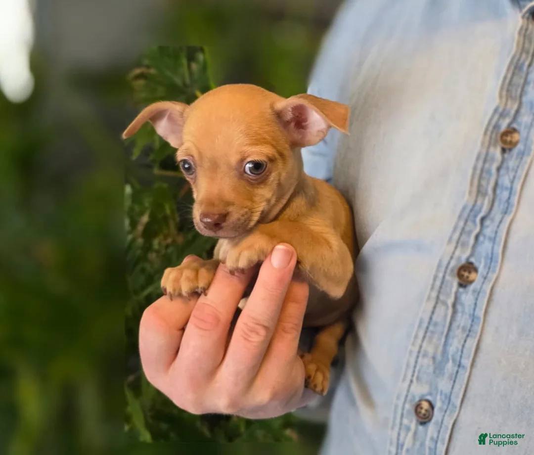 Chihuahua dogs for sale: Brandy  - Ad 7