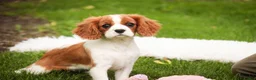 Cavalier King Charles Spaniel dogs for sale: Izzy - Ad 1