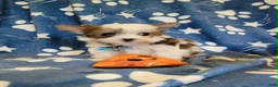Yorkshire Terrier dogs for sale: Huckleberry, aka Huck Teacup Parti Yorkshire Terrier  - Ad 5