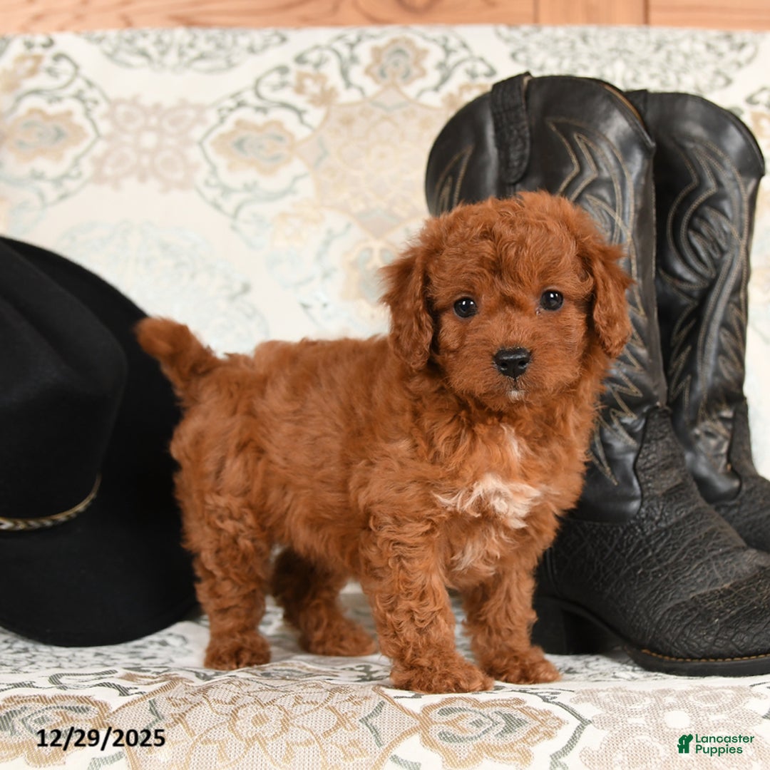 Cavapoo dogs for sale: Cuddles - Ad 1