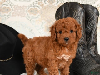 Cavapoo dogs Cuddles - Ad 12