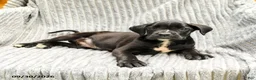 Mixed Breed dogs for sale: Ruby - Ad 3