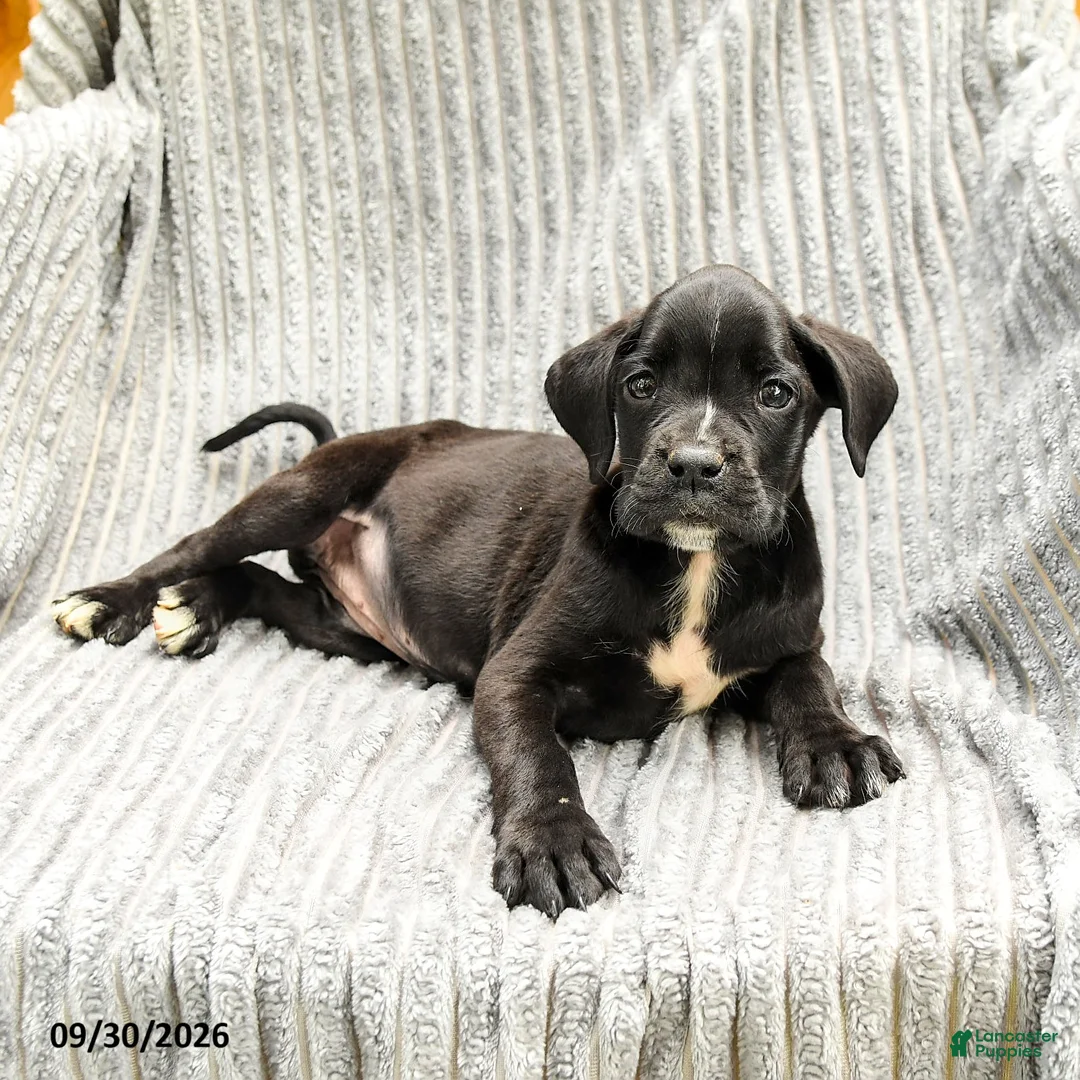 Mixed Breed dogs for sale: Ruby - Ad 3