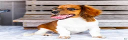 Miniature Dachshund dogs for sale: Brian - Ad 4