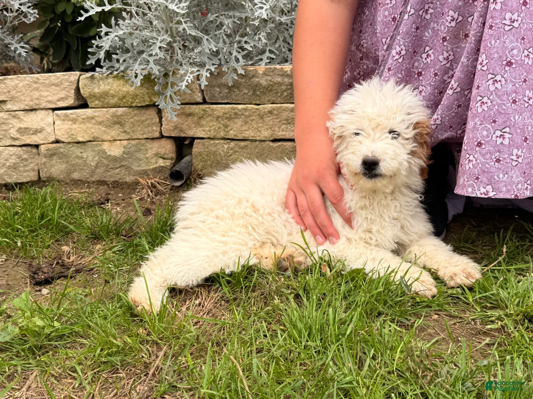 Mini Goldendoodle dogs for sale: Donna - Ad 2