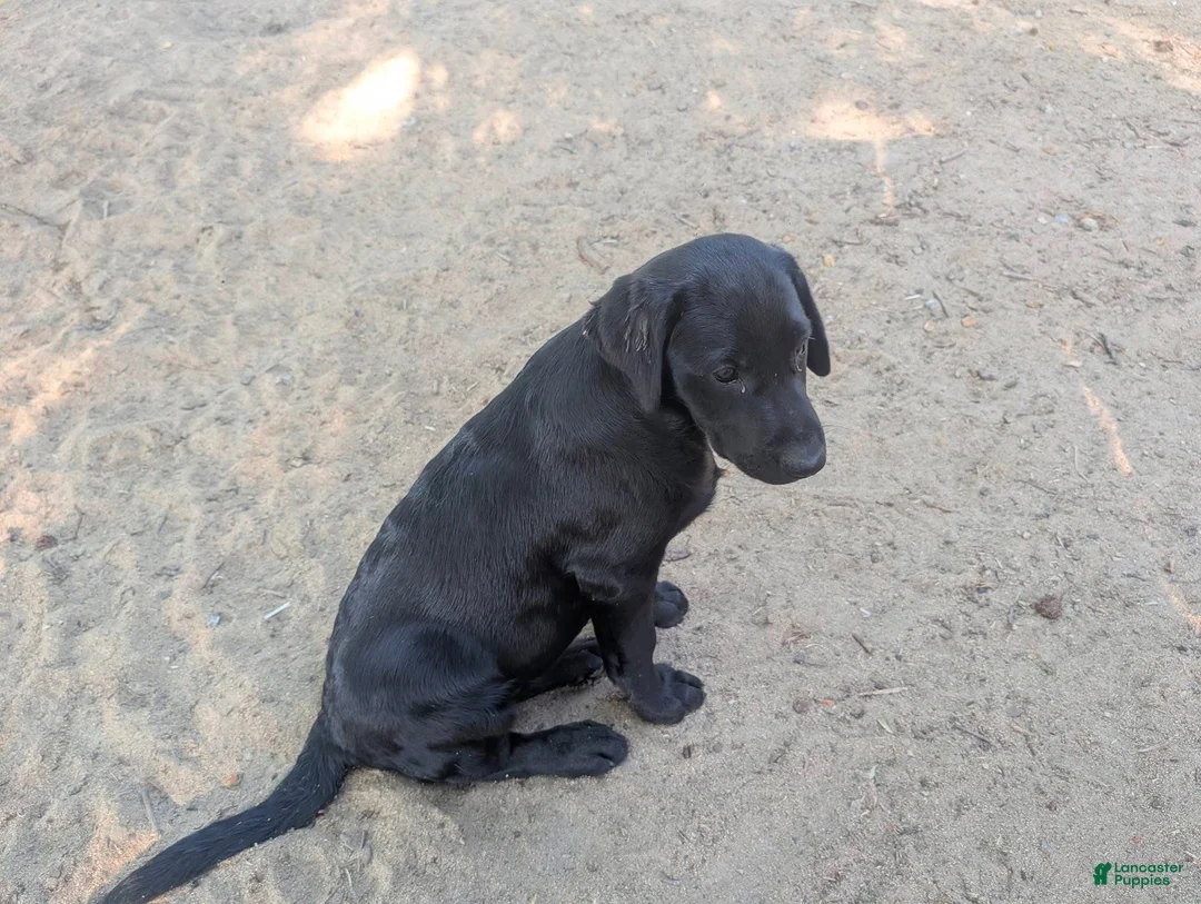 Labrador Retriever dogs for sale: Puppy 1 - Ad 2