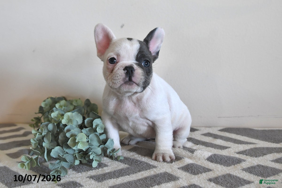 French Bulldog dogs Grace - Ad 2