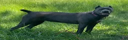 Cane Corso dogs for sale: Cane Corso 1 - Ad 10