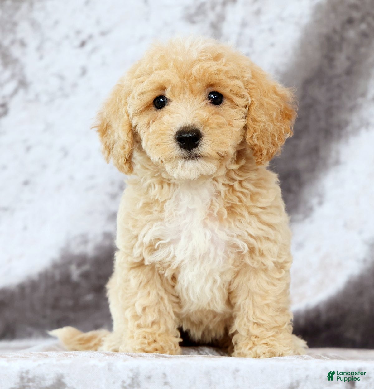 Bichpoo dogs Elsa - Ad 1