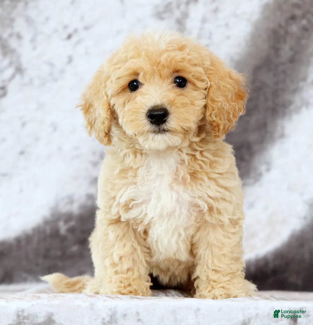 Bichpoo dogs for sale: Elsa - Ad 1