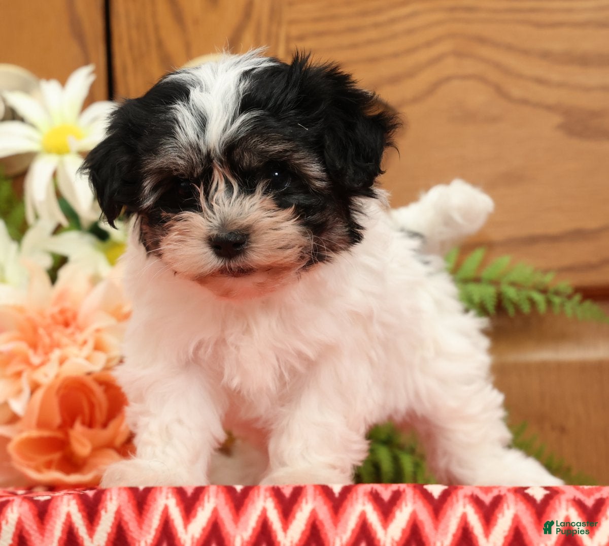 Havanese dogs Rosey - Ad 2