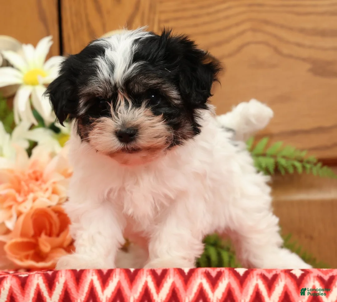 Havanese dogs for sale: Rosey - Ad 2