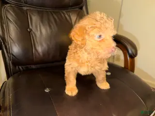 Aussiedoodle dogs Cutie - Ad 6