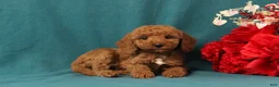 Mini Goldendoodle dogs for sale: Orpha - Ad 1