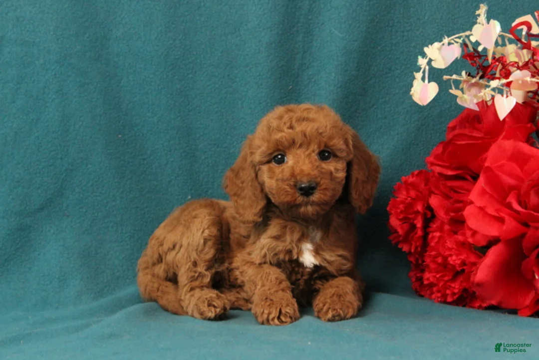 Mini Goldendoodle dogs for sale: Orpha - Ad 1
