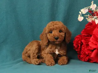Mini Goldendoodle dogs Orpha - Ad 3
