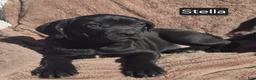 Cane Corso dogs for sale: Stella - Ad 2