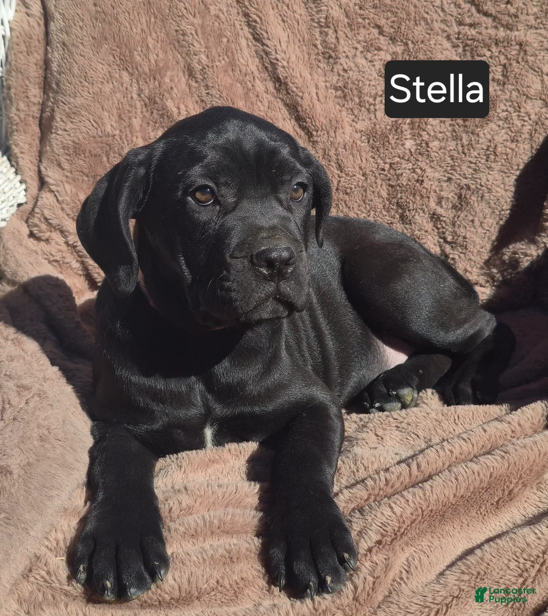 Cane Corso dogs for sale: Stella - Ad 2