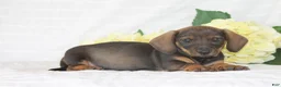 Dachshund dogs for sale: Teddy - Ad 2