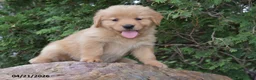 Golden Retriever dogs for sale: Nora - Ad 5