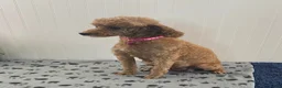 Toy Poodle dogs for sale: Roxy - Ad 6