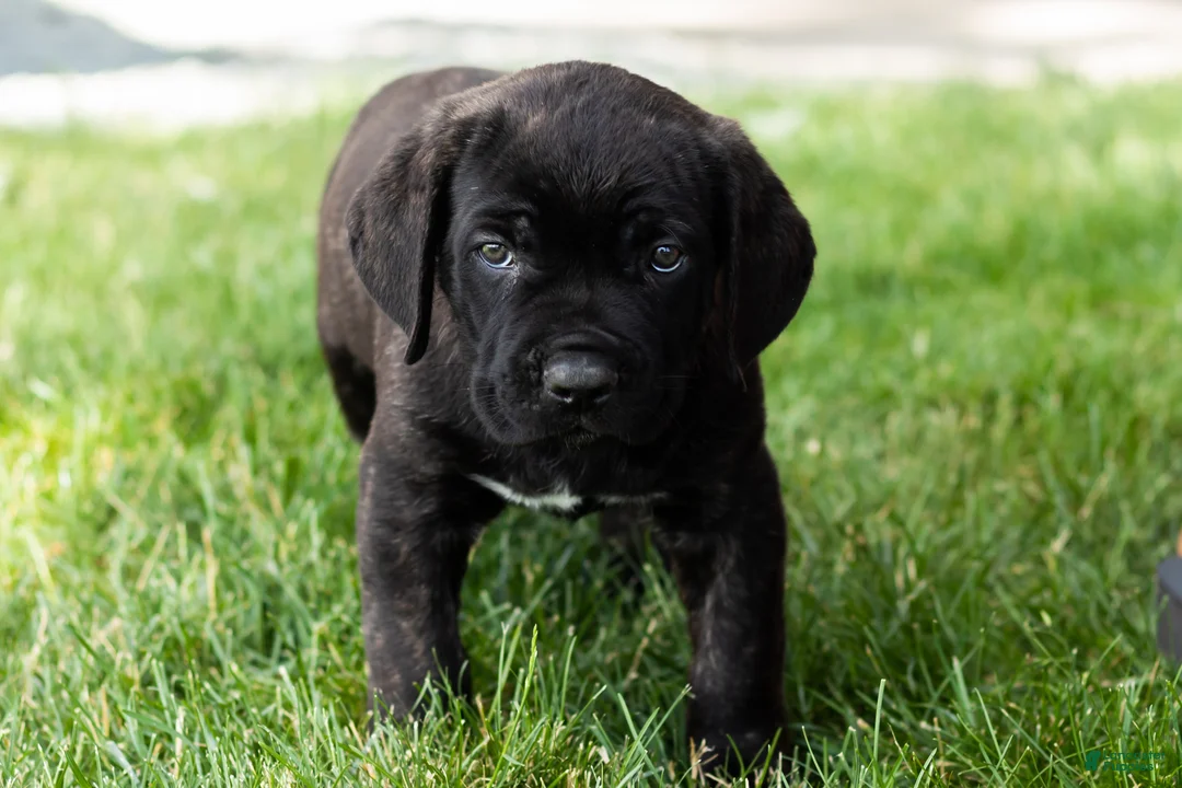 Cane Corso dogs for sale: Remington  - Ad 2