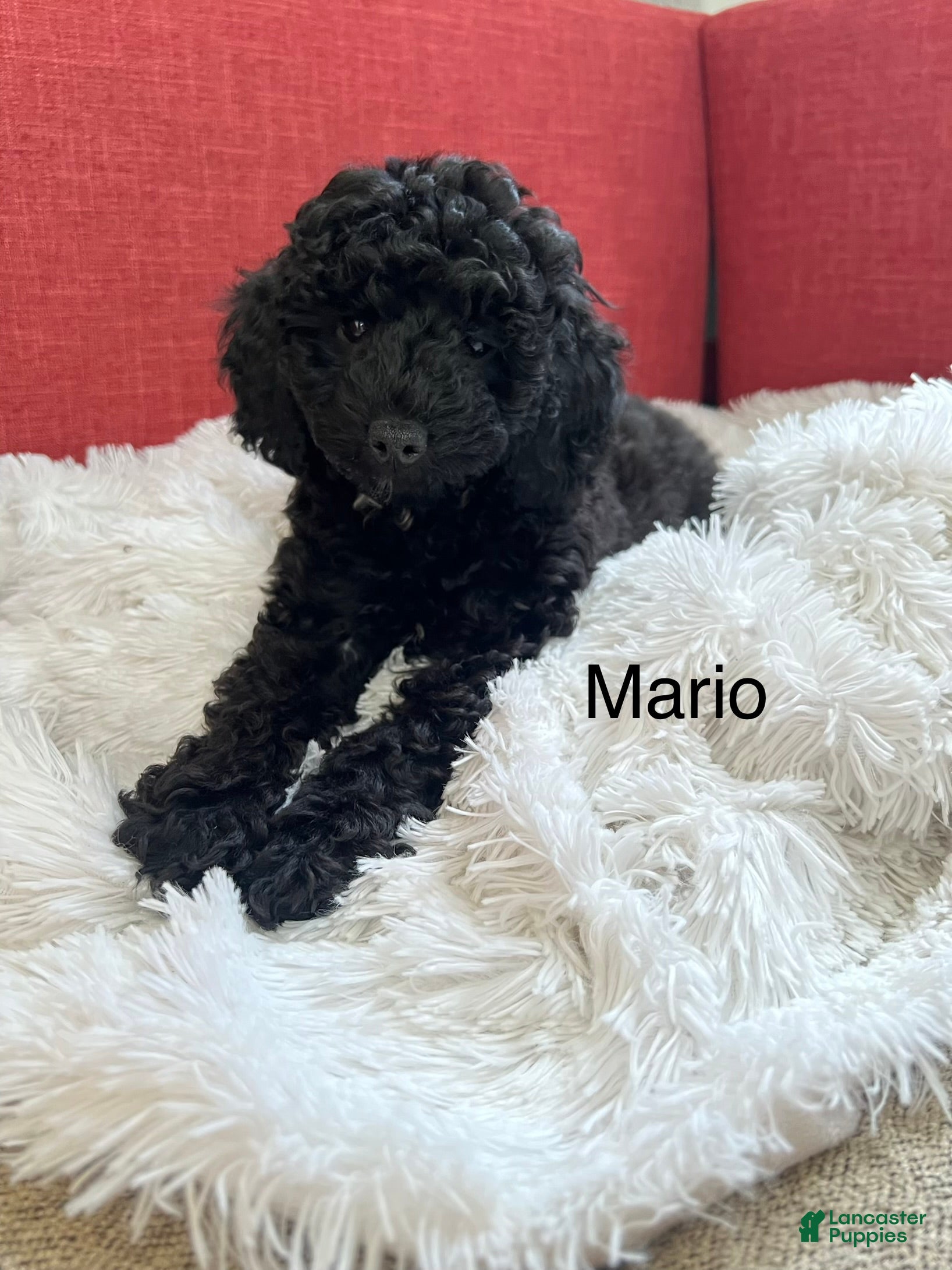 Miniature Poodle dogs Mario - Ad 1