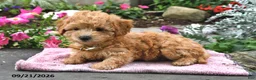 Bichpoo dogs for sale: Tiffany - Ad 3