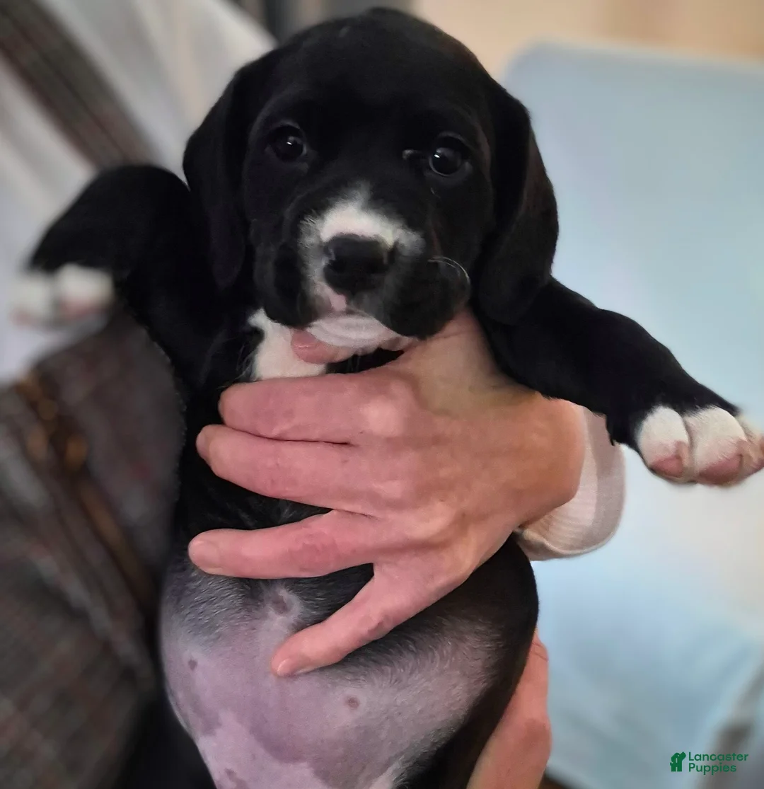 Mixed Breed dogs for sale: Lola - Ad 3