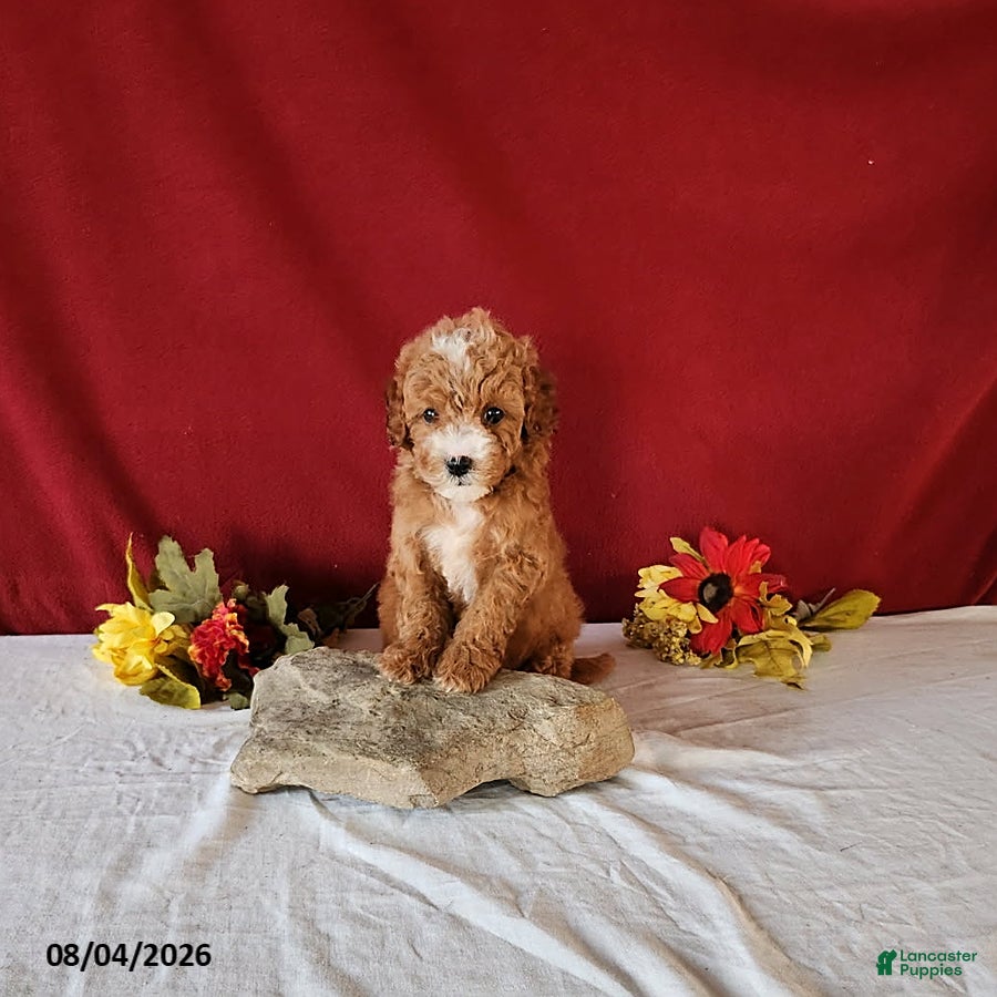 Cavapoo dogs for sale: Teacup - Ad 4