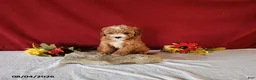 Cavapoo dogs for sale: Teacup - Ad 1