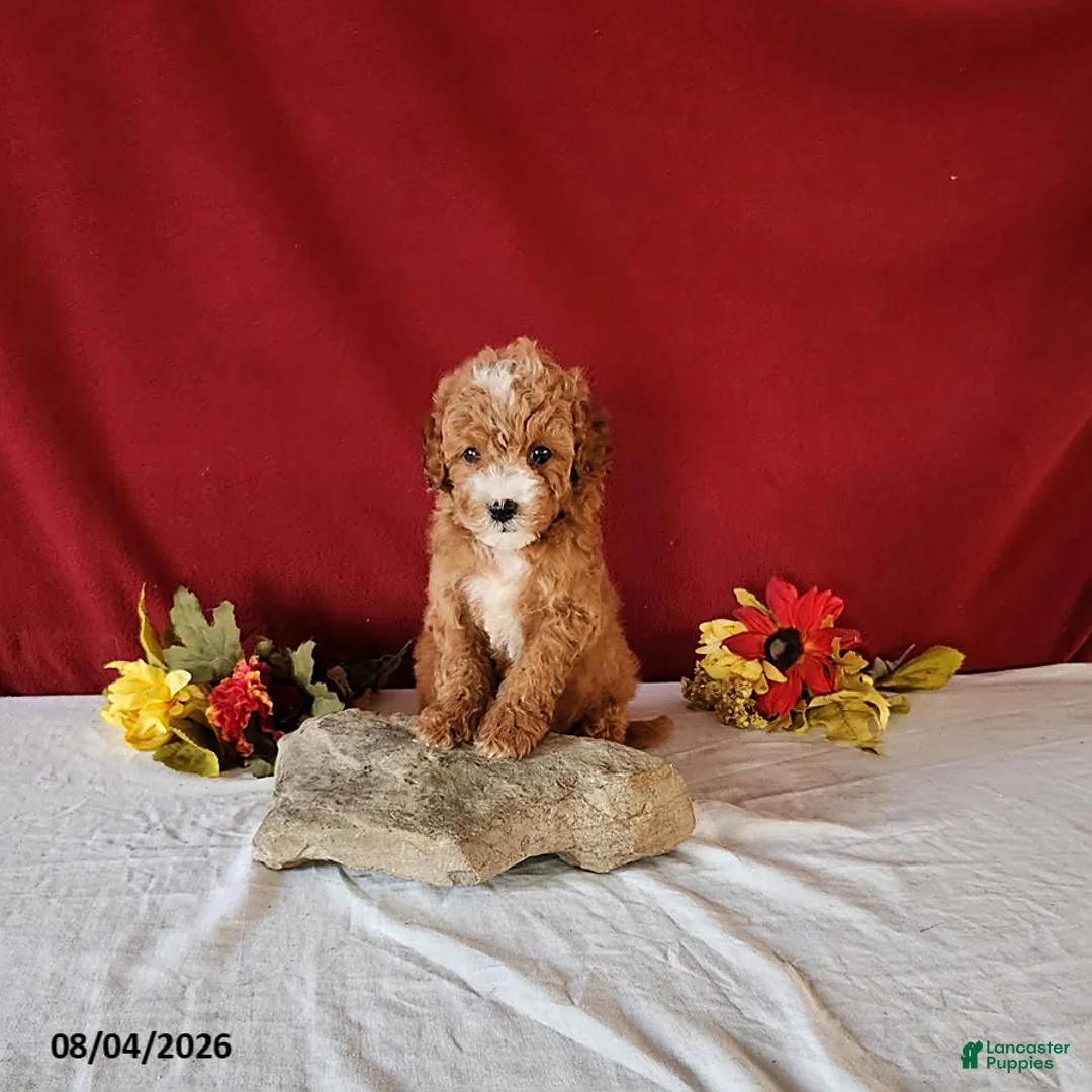 Cavapoo dogs for sale: Teacup - Ad 1