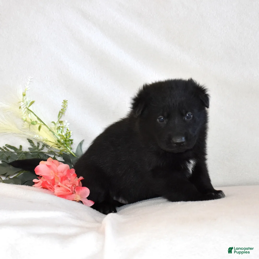 German Shepherd dogs for sale: Shadow - Ad 5