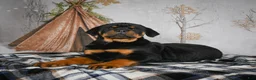 Rottweiler dogs for sale: Tara/ Mocha – Santos Ad-Dirah - Ad 17