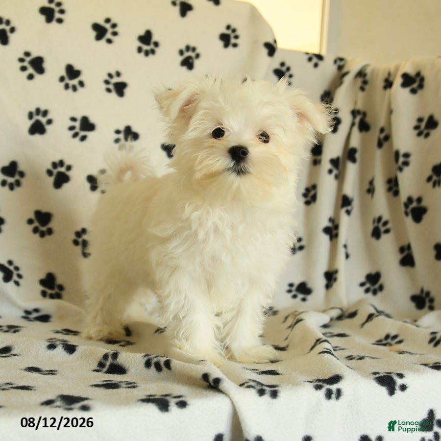 Maltese dogs Rover  - Ad 2