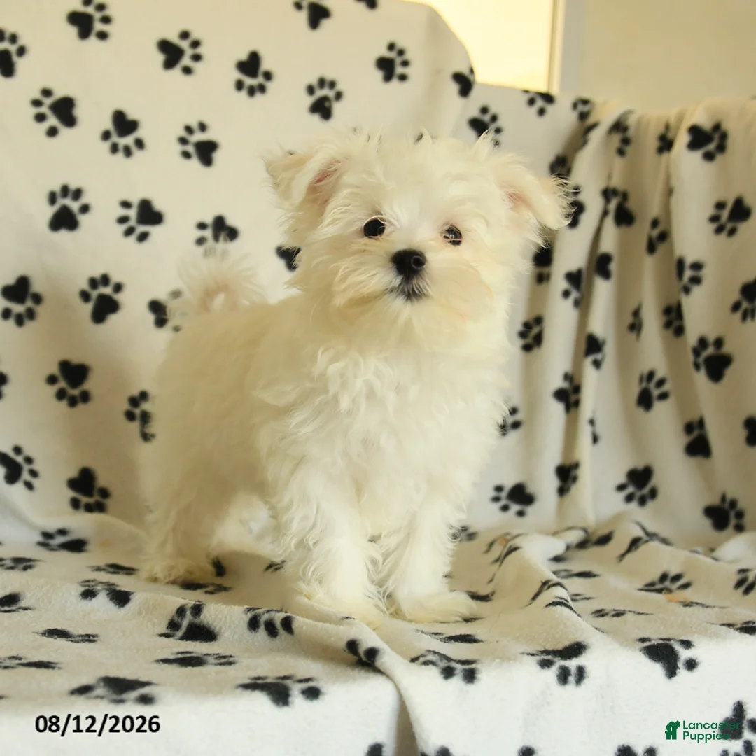 Maltese dogs for sale: Rover  - Ad 2