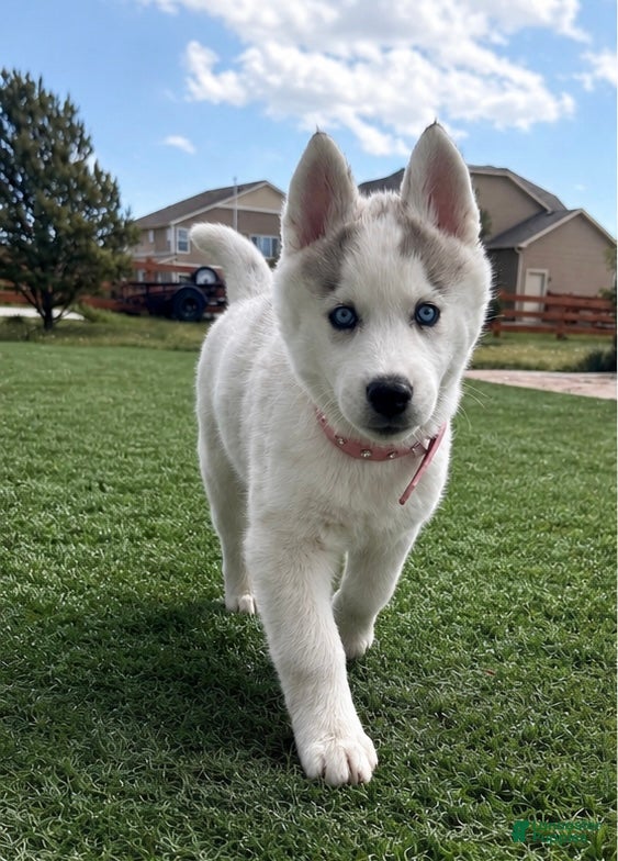 Siberian Husky dogs  Valkiera - Ad 1