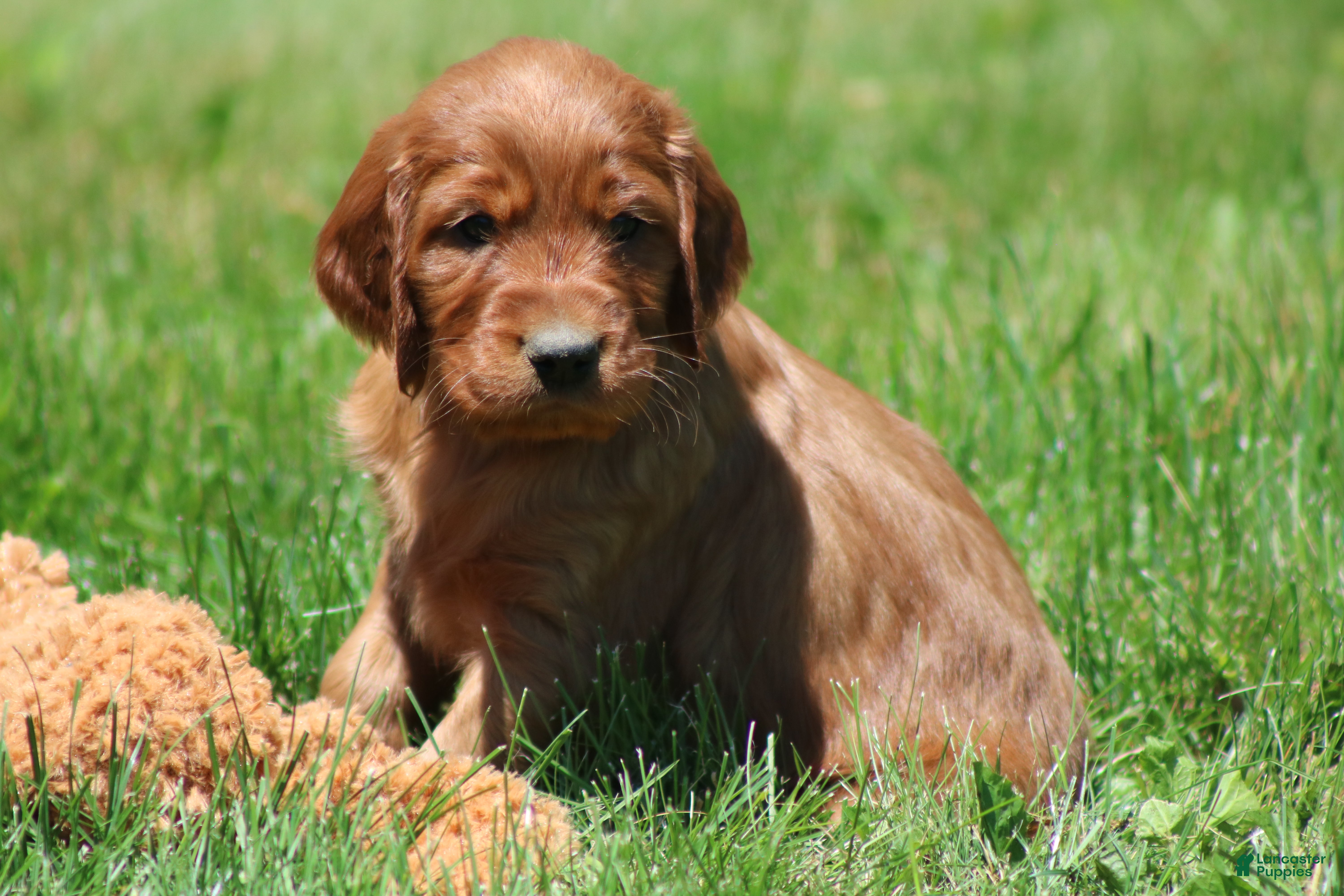 Irish Setter dogs for sale: Sammy - Ad 1